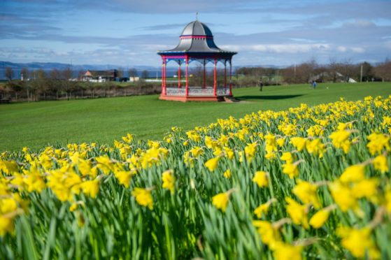 Flowering daffodils on Magdalen Green, Dundee.