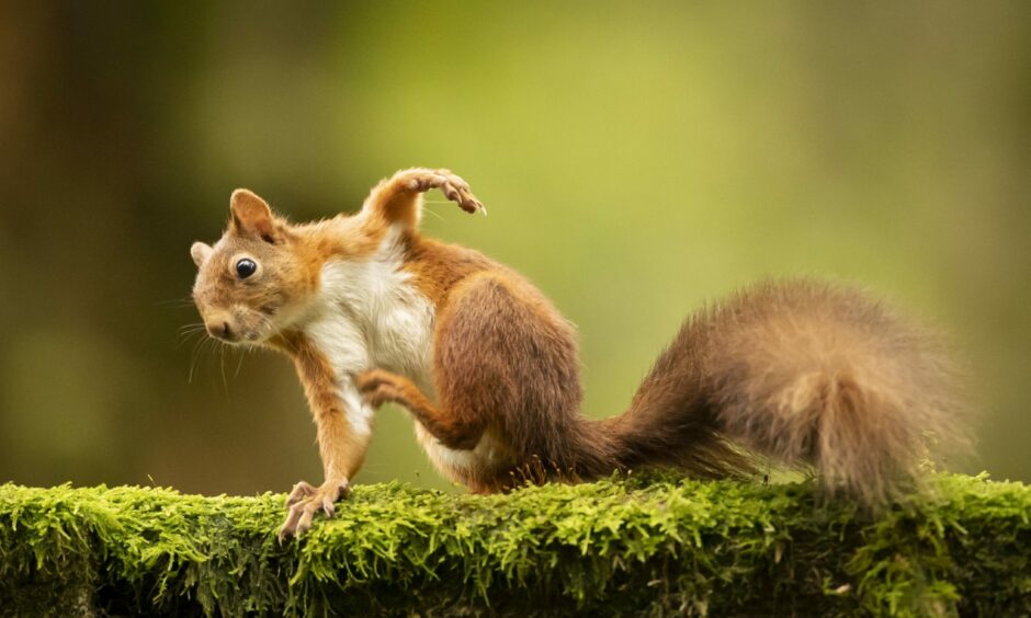 A red squirrel