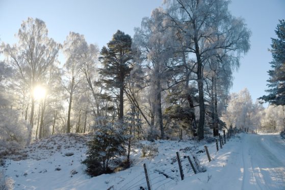 The sun glints off frost and snow-covered trees near Carrbridge last week.