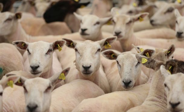 Sheared sheep.