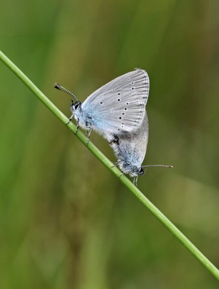 nature scotland awards