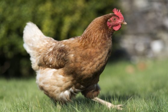 A stock image of a chicken.