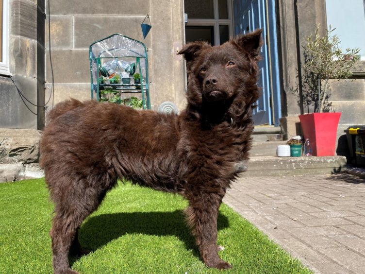 Dundee wedding postponed dog