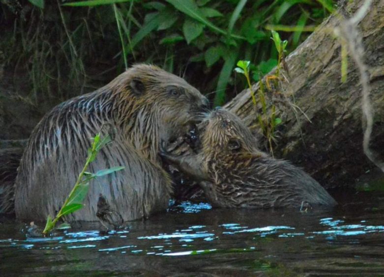 Beavers