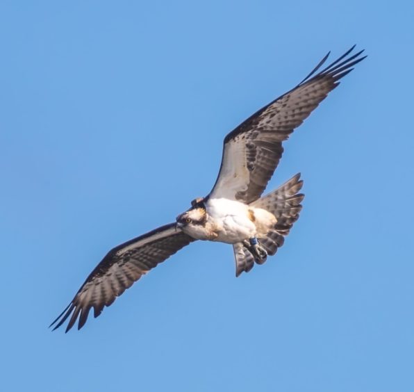 Angus osprey returns home