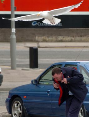 A man’s dodge a gull dive attack was captured by photographer Gordon Lennox in Clifton Road, Aberdeen in 2004