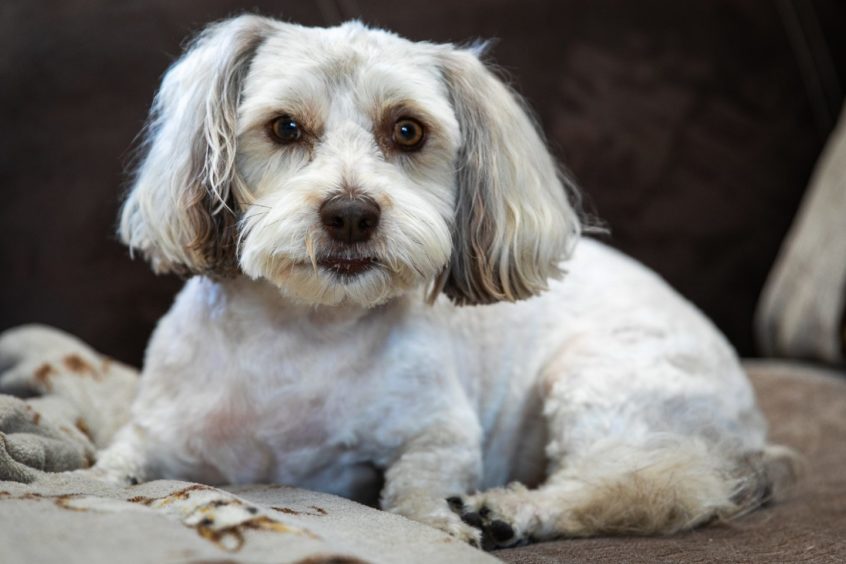 dog helps owner Dundee