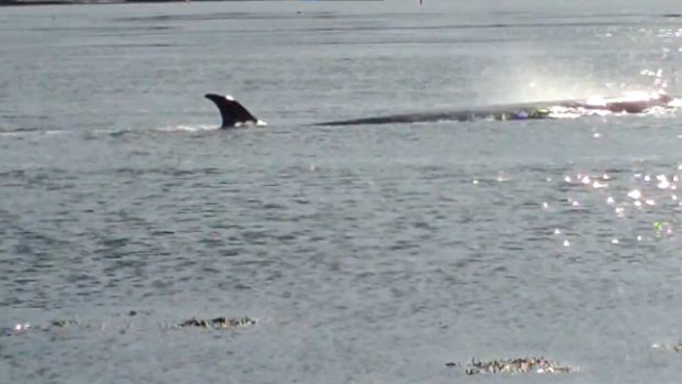 Harbour seals decline