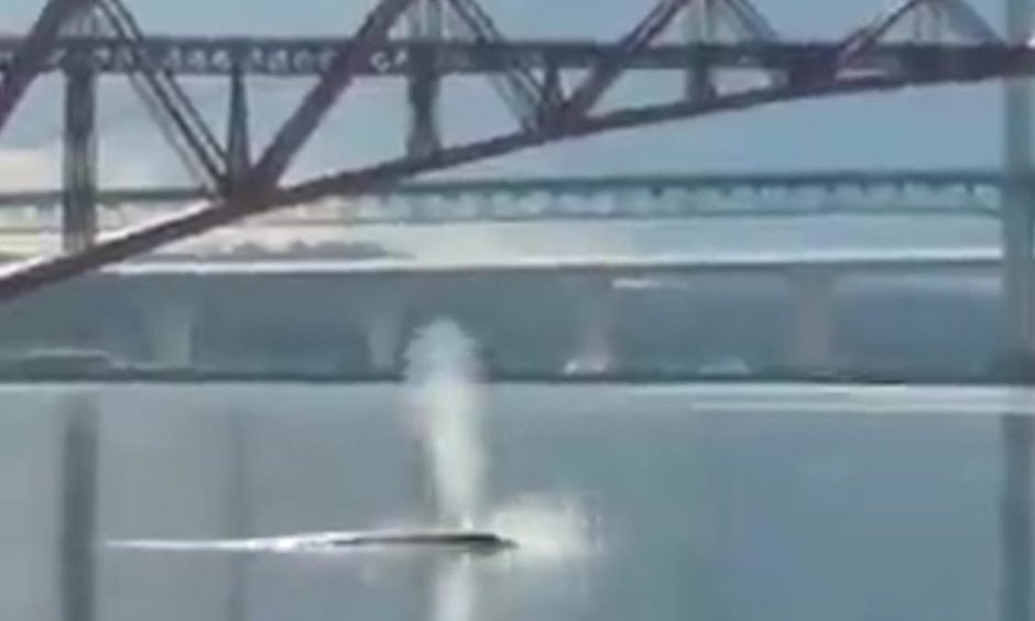 A Sei Whale in the Firth of Forth