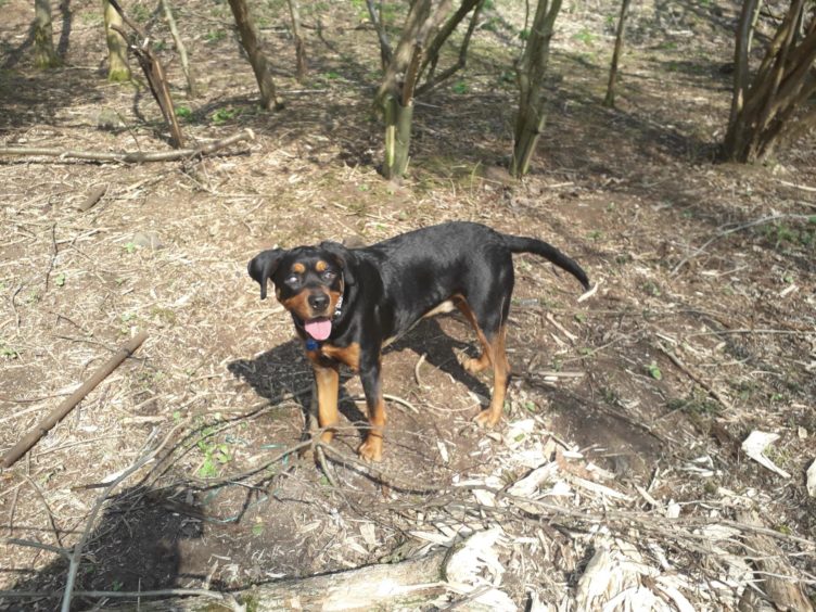 blind Rottweiler helps veteran