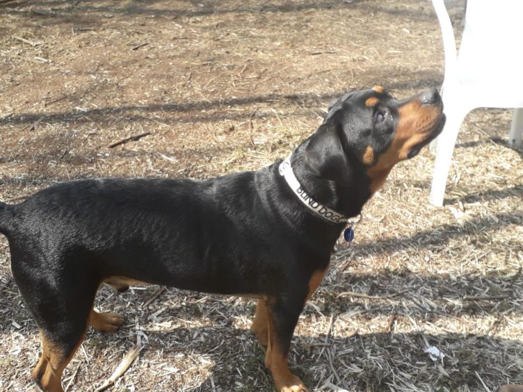 blind Rottweiler helps veteran