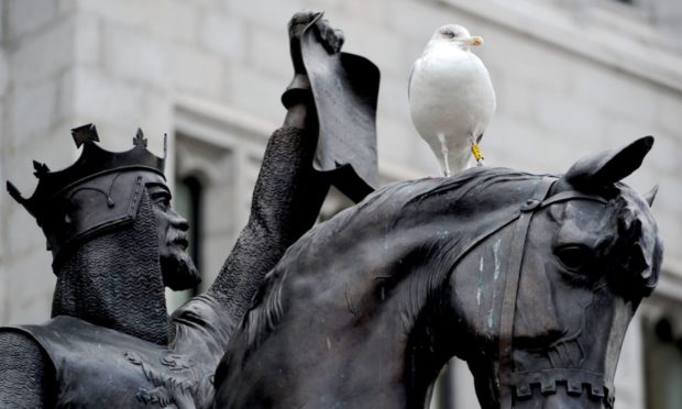 A gull perched on the Robert The Bruce statue outside Marischal College, Broad Street, Aberdeen