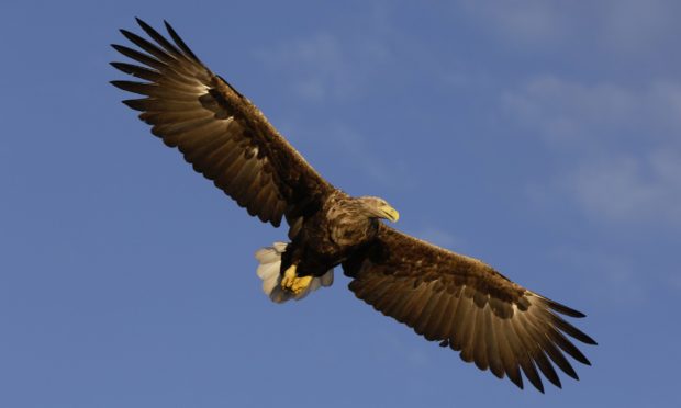 White-tailed sea eagles Mull