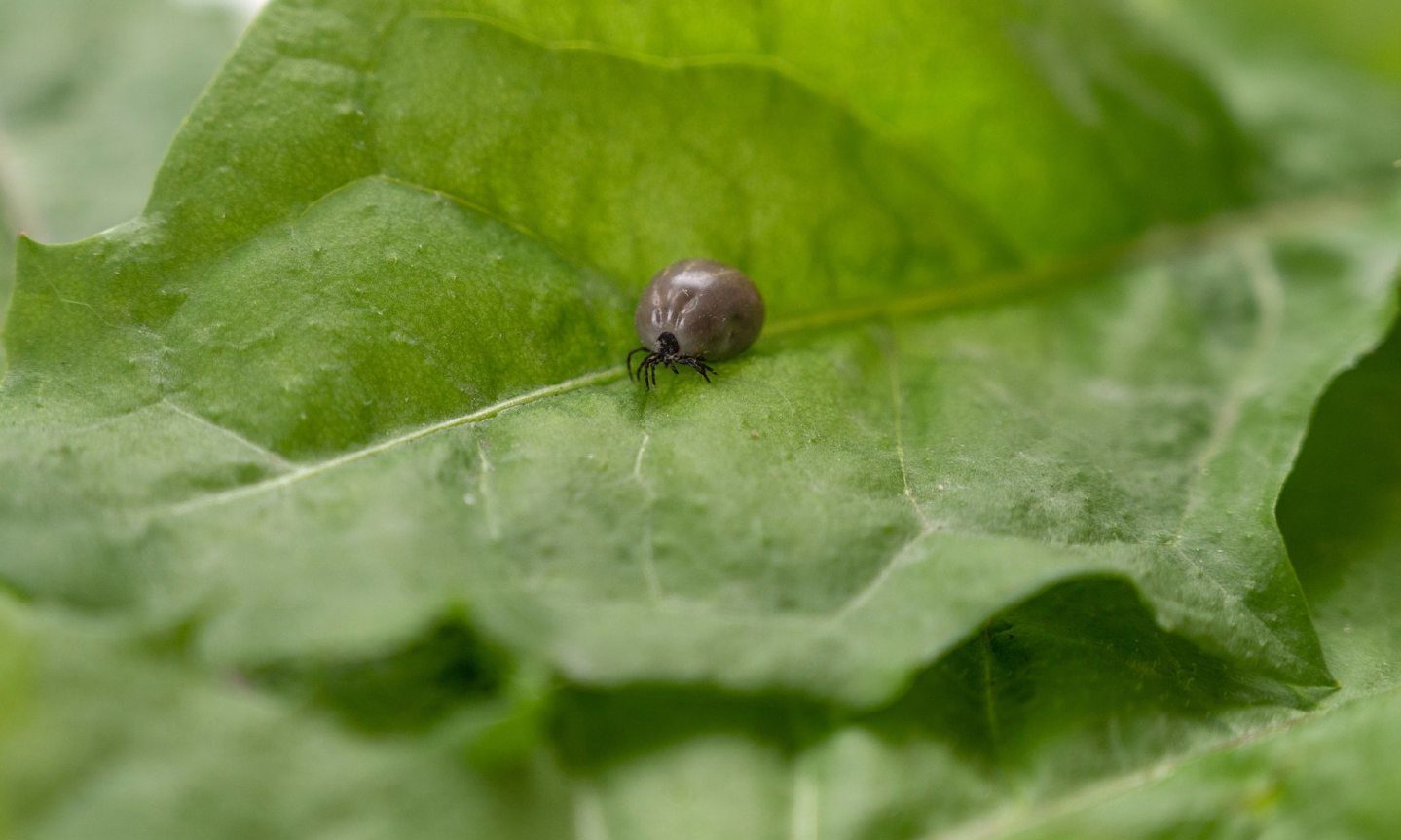 An engorged tick on a leaf in Aberdeenshire.