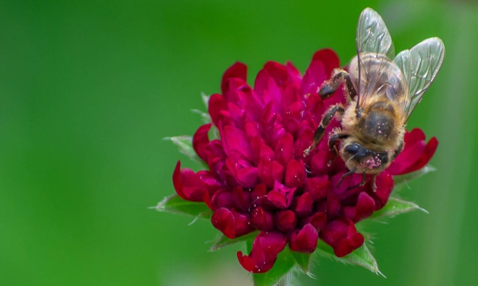 Bumble bee on dark red summer flower.
