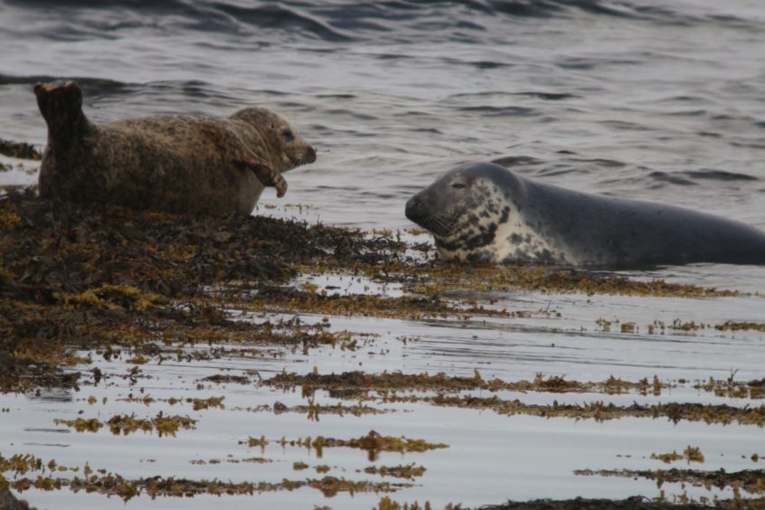 Harbour seals decline