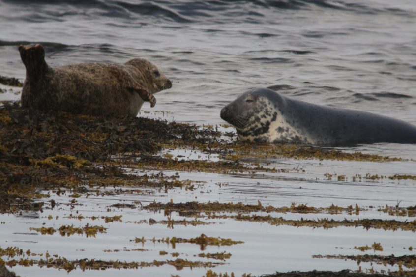 Harbour Seals Decline In Tay And Eden As Marine Mammals Struggle 