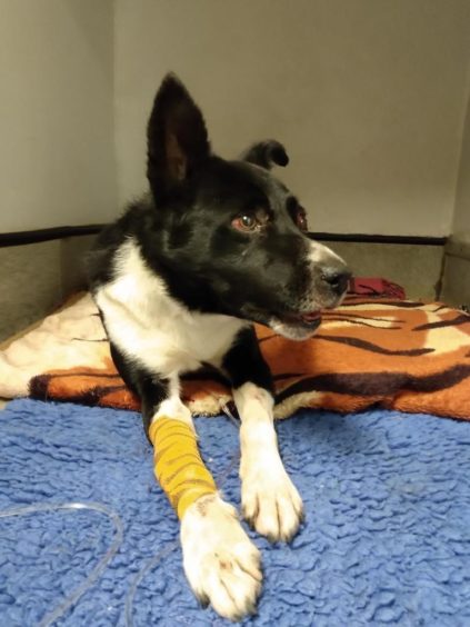 Highlands border collie buried