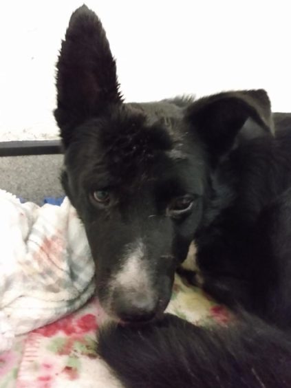 Highlands border collie buried