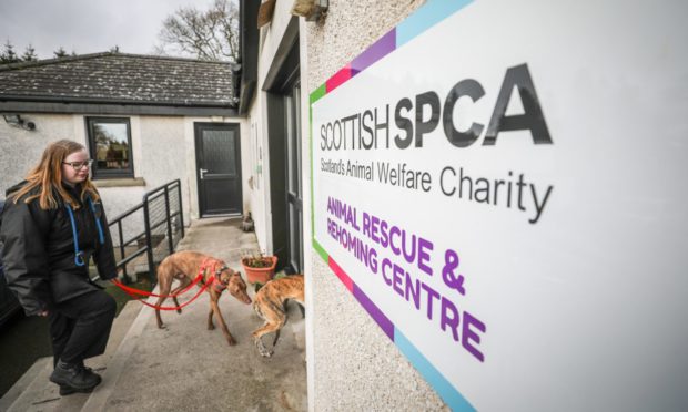 A woman leading in two dogs to the SSPCA rehoming centre at Petterden.