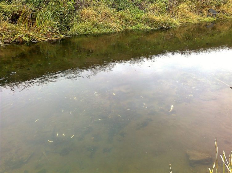 River Eden toxic spill