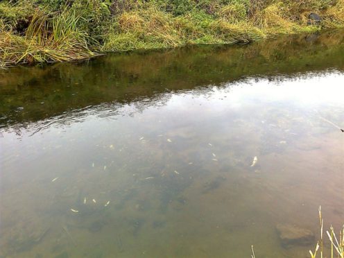 river eden fish spill