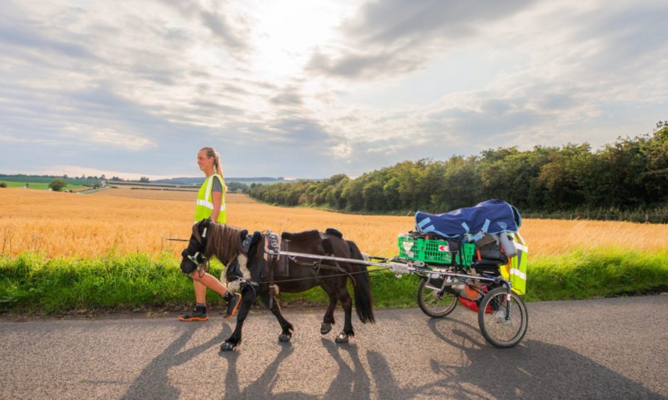 Dundee student pony walked