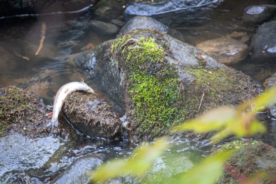 Ceres Burn