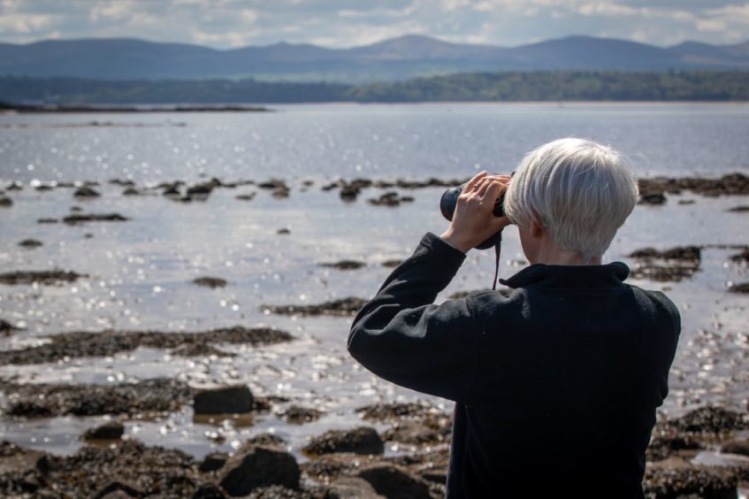 Harbour seals decline