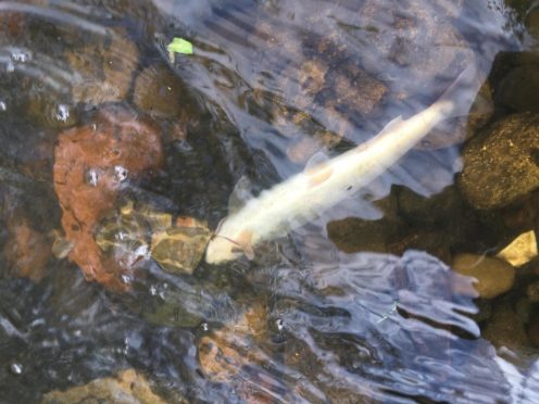 river eden fish spill 