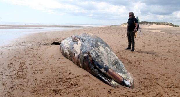 A juvenile fin whale that was found washed ashore at Balmedie Beach.