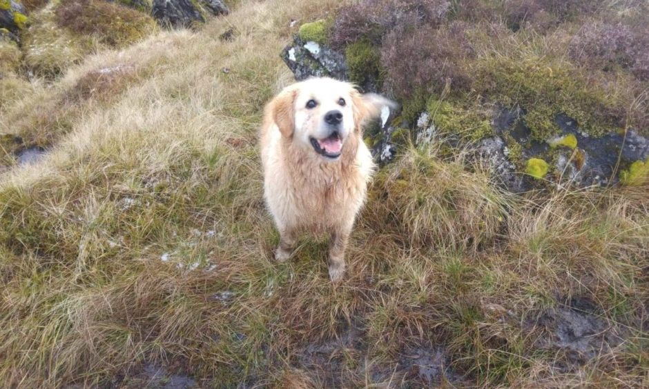 Dog drowned bath photo