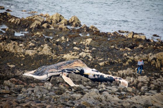 Whale St Andrews