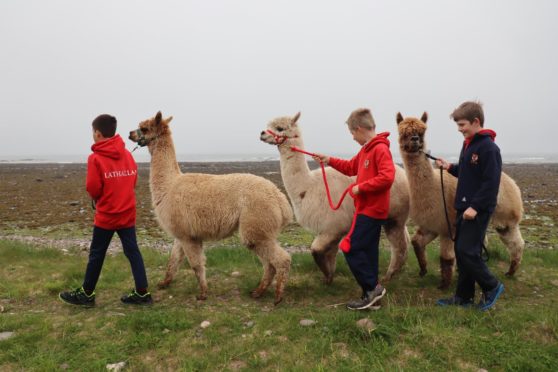 Lathallan School alpacas