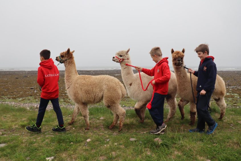 Pupils with the alpacas on the beach