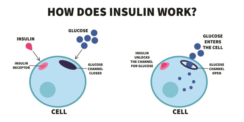 A graphic showing how insulin works in the body's cells