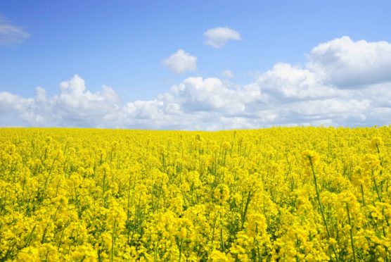 A rapeseed field, which can cause hay fever symptoms