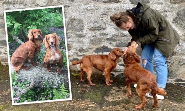 Iona McGregor reunited with her two stolen dogs