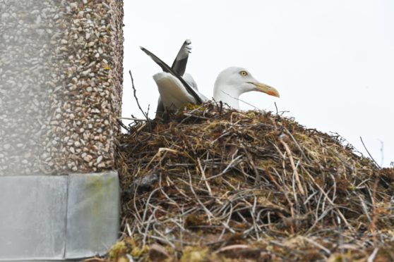 Gull nest