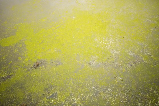 Swannie Ponds algae
