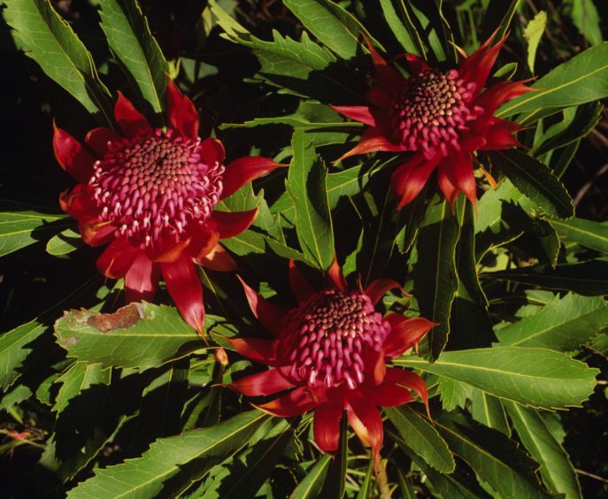 The Waratah is the state emblem of New South Wales in Australia.