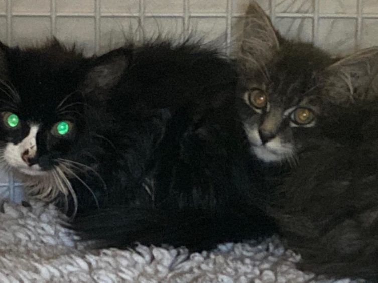 Two kittens from the litter have already been rescued.
