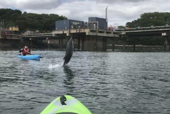 Dolphin playing with Fife pair in the River Forth