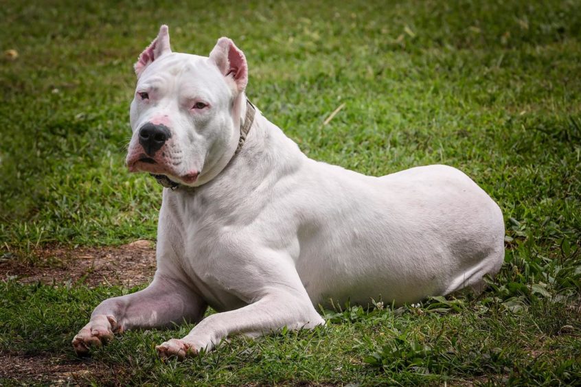 A banned Dogo Argentino.
