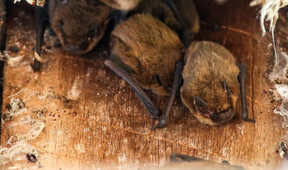 dundee bats
