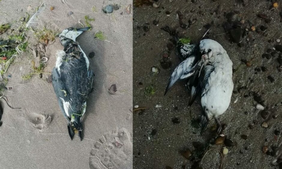 dead guillemots