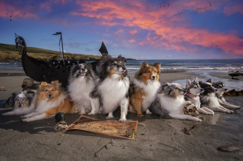 Kaylee has eight dogs - six Shetland sheepdogs and two Alaskan Klee kai.