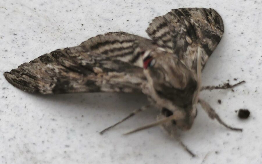 hawk-moth
