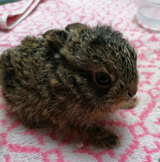 Animals like this little leveret are among those cared for at New Arc wildlife rescue centre in Ellon.