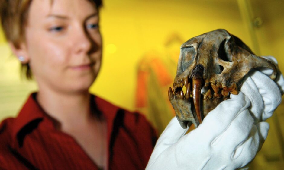 Curator, Claire Smith, showing off a 30 million year-old sabre tooth cat skull at Marischal Museum in 2005.